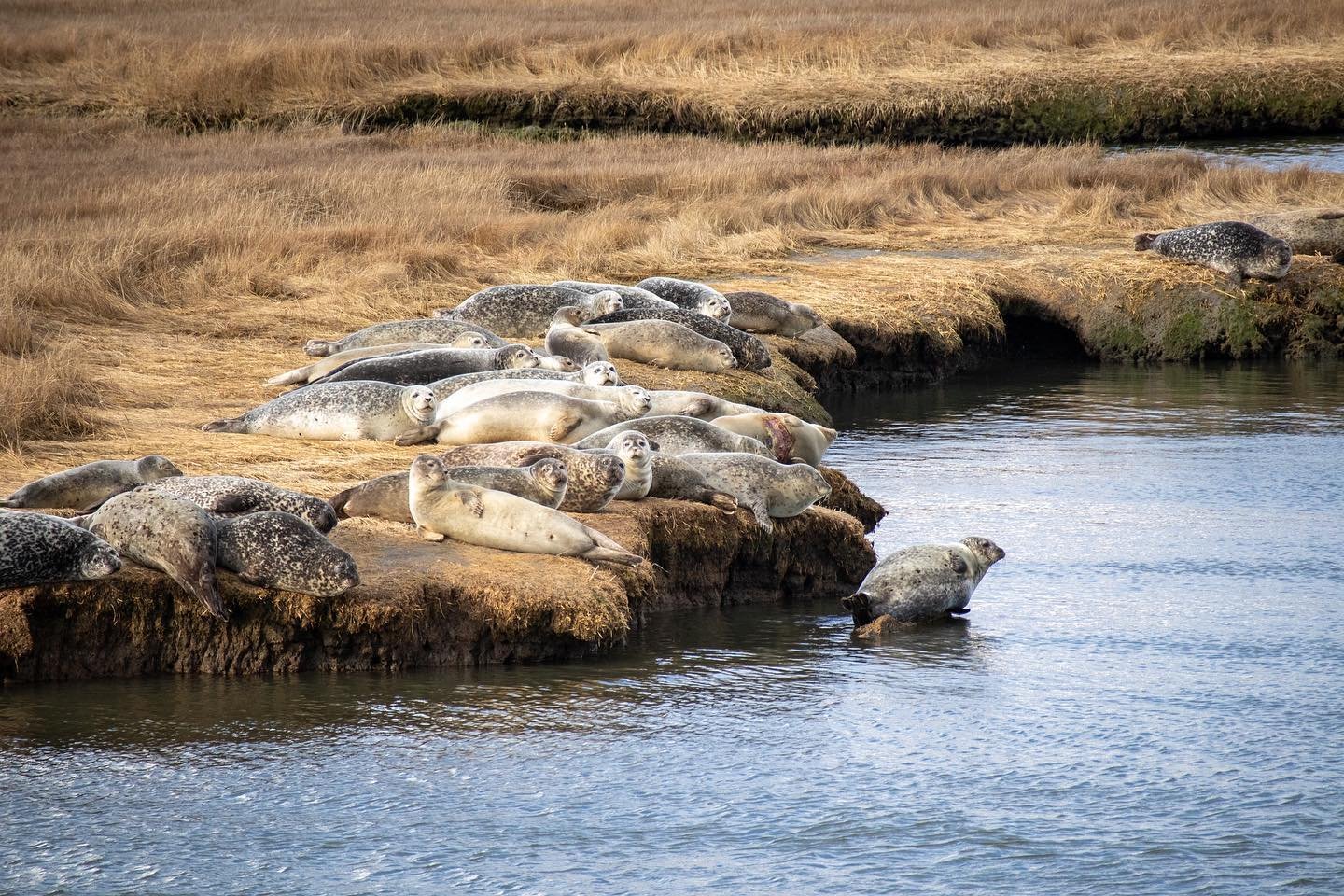 💥THREE DAYS AWAY💥Starting this week #sealwatching trips are back! Here's a great #throwback picture of last years amazing season! Mark your calendars November 26th as we set sail to catch some sweet seals in action! Want more information or to book now? Visit the link in our bio! ⠀
. ⠀
. ⠀
. ⠀
. ⠀
. ⠀
. ⠀
. ⠀
. ⠀
. ⠀
. ⠀
#seallife #seallovers #seallover #seals #wildlife #nature #sealsofinstagram #ocean #naturephotography #sealpup #naturetours #travel #winteractivity #naturelovers #animalphotogrpahy #longIsland #longIslandactivity #freeportny #ny #longislandwildlife #nymarinerescuecenter #cuteanimals #pinnipeds #pinniped #harborseal #discoverlongisland