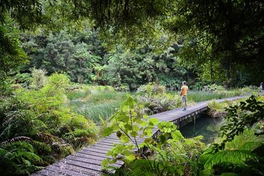 A wooden boardwalk winds through lush greenery, leading to a serene waterway. A person stands on the path, surrounded by vibrant ferns.