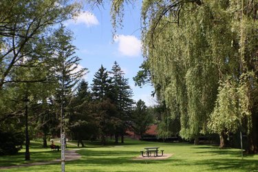 Lush green park featuring tall trees and a picnic table under a clear blue sky, inviting relaxation and outdoor activities.