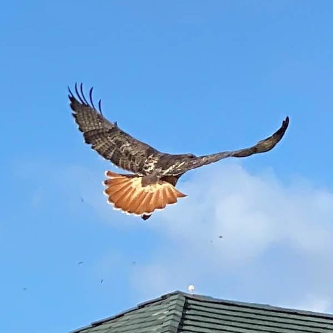 Spotted in the “U”! This beautiful Red-Tailed Hawk hung out on campus to take in the sun and look for lunch. 

#Nature #WSGC #WaldorfGarden