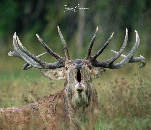 Il bramito del cervo, emozioni in natura 2024