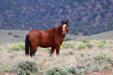 Happy Nevada Day! 🐴 #wildmustang #nevada #horsesofinstagram #horses #wildhorsepc #horsephotography #homemeansnevada #canonphotography #shots_of_animals #raw_horses #explorenevada #thecloudfoundation #renegade_rural #wildwest #wildhorses #wildhorse #nvmag #nvwildlife #pinenutmountains #gardnerville #raw_community