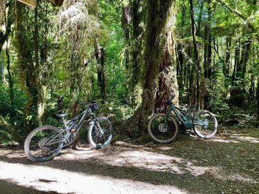 Two mountain bikes are parked on a dirt path surrounded by lush green trees and moss-covered trunks in a dense forest. Sunlight filters through the foliage, creating a serene atmosphere.