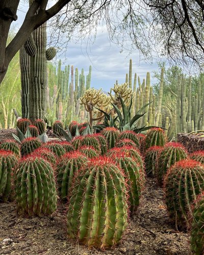 Greater Phoenix, AZ Gardens | Botanical Gardens & Arboretums